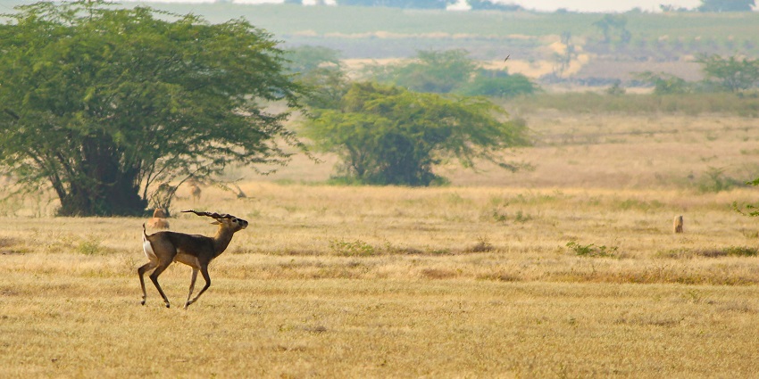 Witness wilderness in action at the Khawnglung Wildlife Sanctuary in Mizoram on next trip.