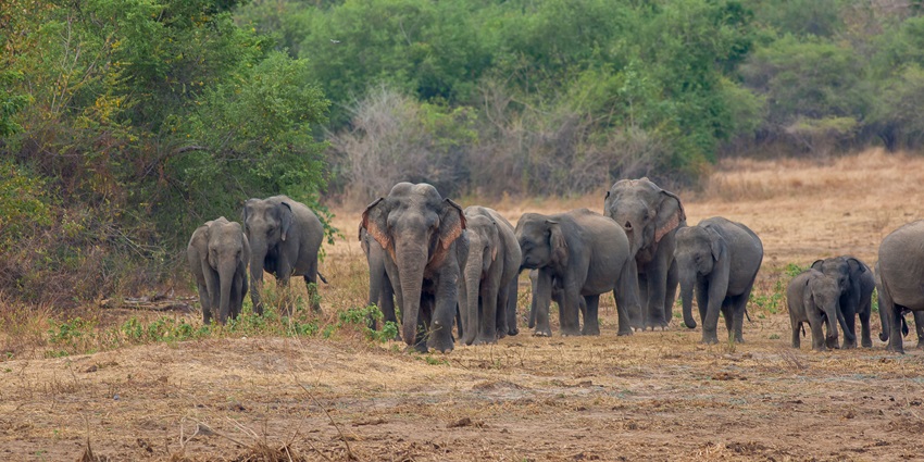 An interesting image of herd of playful elephants roaming freely in the national park.