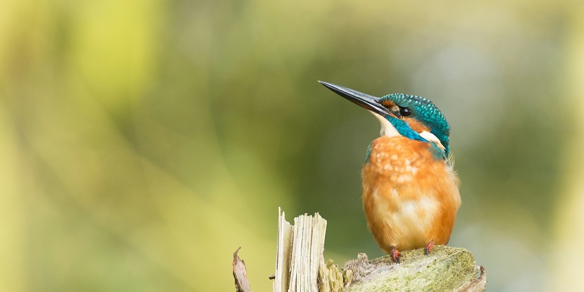 Lower Dibang Valley Wildlife Sanctuary is famed for its panoramic vistas and wildlife.