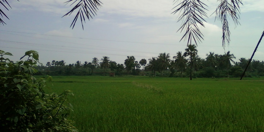Beautiful image of the lush fields of Andhra Pradesh covered in the wheat plantation
