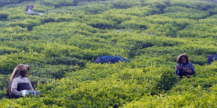Exploring the lush landscapes of Assam during the winter season is recommended.