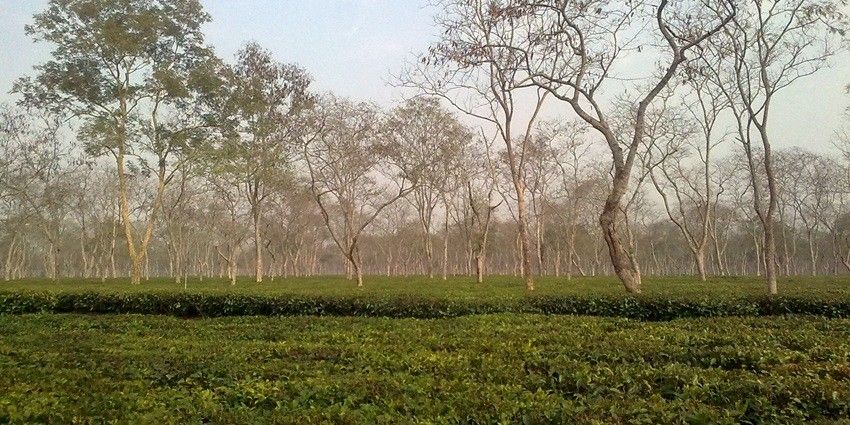 Wander thorough the vast tea estates whilst learning the entire tea making process from the workers