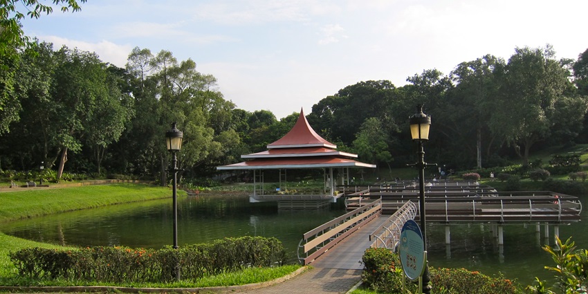 Snapshot of the beautiful MacRitchie Reservoir Park and Pond—Hiking in Singapore