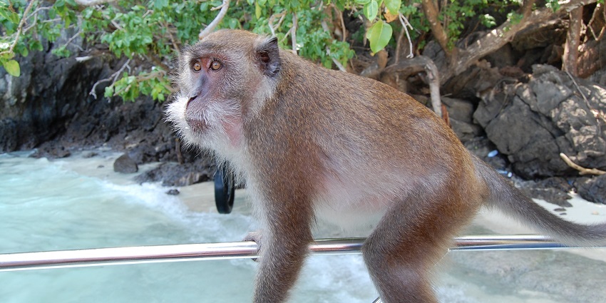 Monkey beach has enormous monkeys entertaining the tourists by all means.