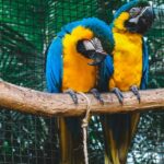 Scenic view of Two Orange and blue - explore zoos in Himachal Pradesh.