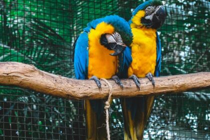 Scenic view of Two Orange and blue - explore zoos in Himachal Pradesh.