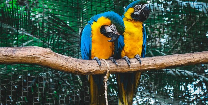 Scenic view of Two Orange and blue - explore zoos in Himachal Pradesh.