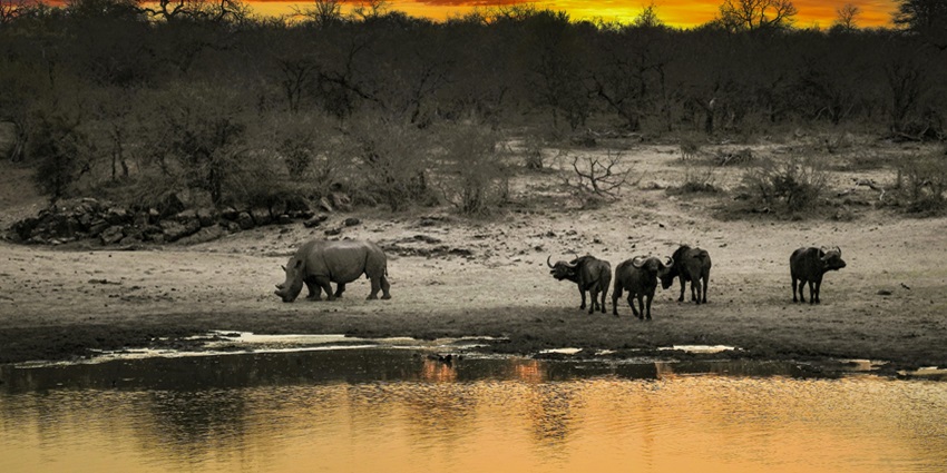 A majestic rhino beside a body of water, capturing the essence of wildlife.