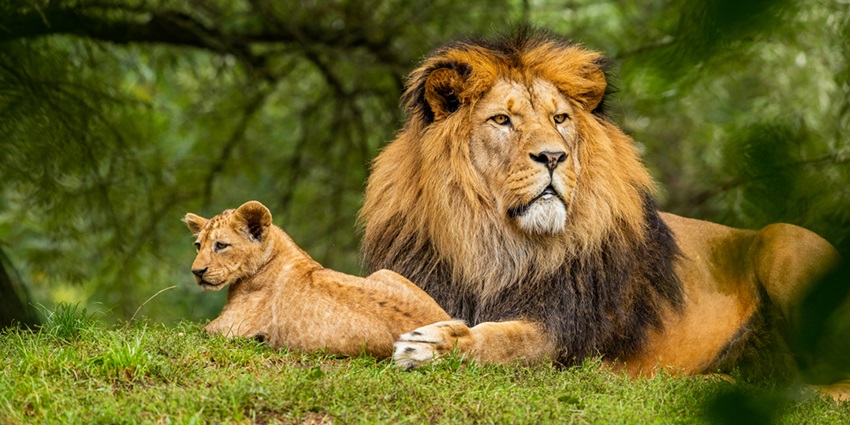 Maenam Wildlife Sanctuary is one of the best places to visit near Ralong Hot Springs.