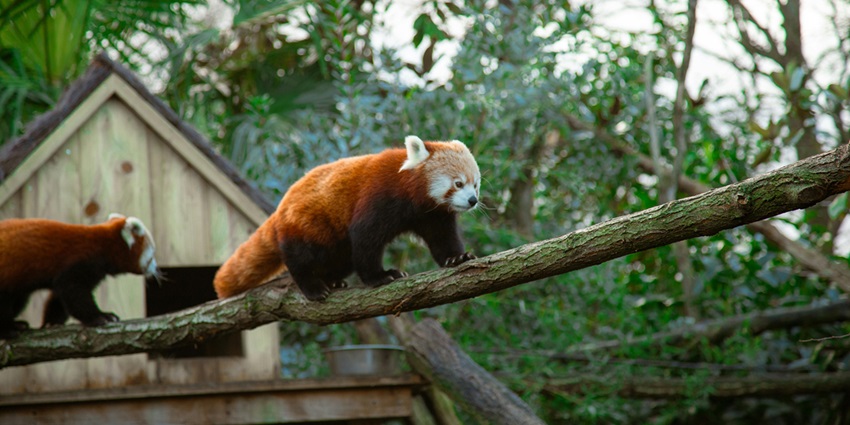 Snapshot of a beautiful Red Panda walking on a Branch in their Natural Habitat, Sikkim