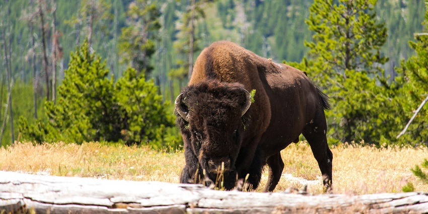 A mesmerising view of a brown bison in a wildlife sanctuary eating grass during the day.