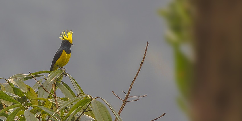 Mahananda Wildlife Sanctuary is one of the best places around Sed Gyued Monastery.