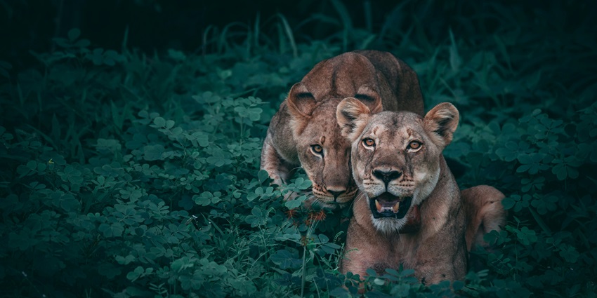 Majathal Wildlife Sanctuary is a popular spot among wildlife enthusiasts to explore here.