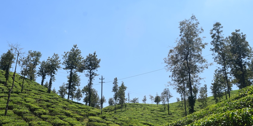 Verdant fields of Malakkappara viewpoint offering a picturesque sight for nature lovers