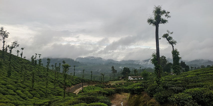 Beautiful green hills of Kerala on a cloudy day