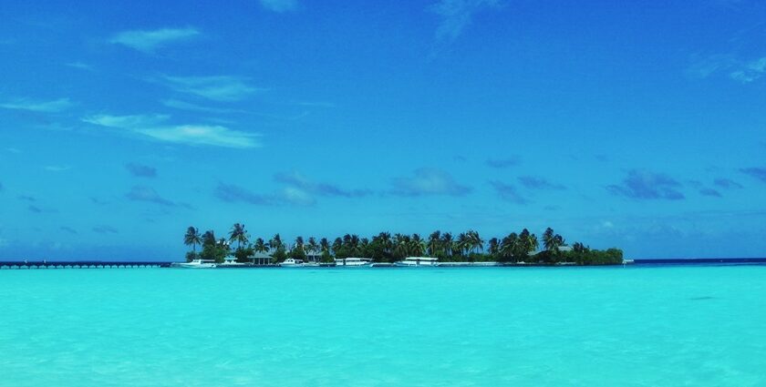 A picture of an island in the middle of a water body with pine trees and parked boats