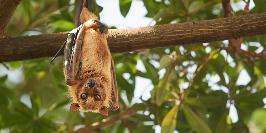 Maldivian Flying Fox Sanctuary is home to a unique flying fox endemic to the Maldives.