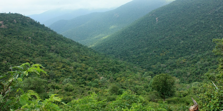 Forested ranges of Male Mahadeshwara Hills, offering a peaceful escape from the city.