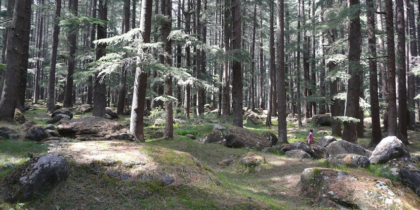 Exploring the tall deodar trees in Manali Nature Park is one of the things to do in Manali with family.