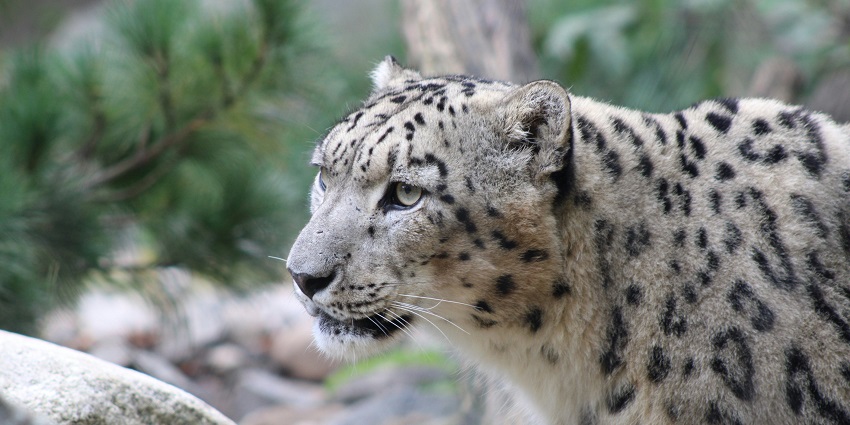 Manali Wildlife Sanctuary is one of the best places to visit in Manali for couples.