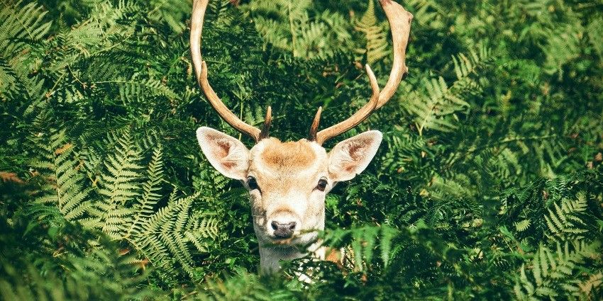Explore the diverse wildlife at the Manali Sanctuary, on your visit to Manu Temple.