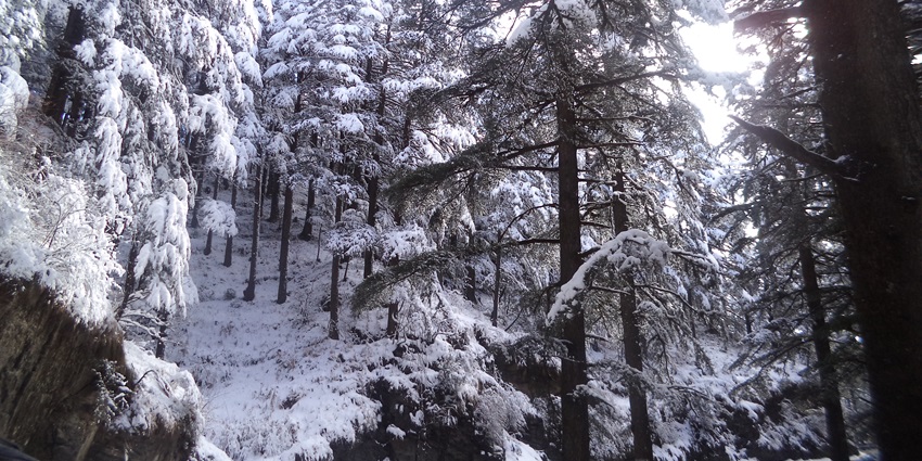 Exploring Manali Wildlife Sanctuary is a must thing to do in Manali in December for animal lovers