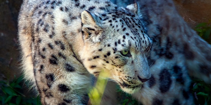 Manali Wildlife Sanctuary is one of the best places to visit in Manali in February.
