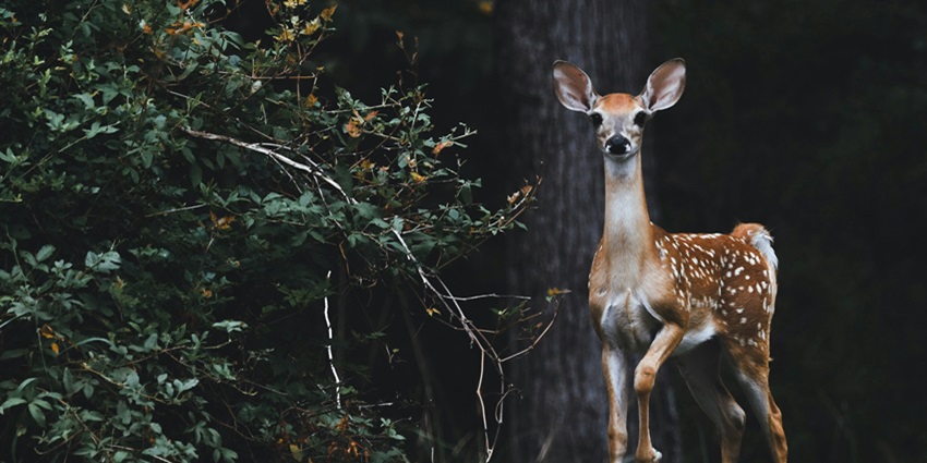 Witness the fierce Himalayan bears and barking deer at Manali Wildlife Sanctuary.