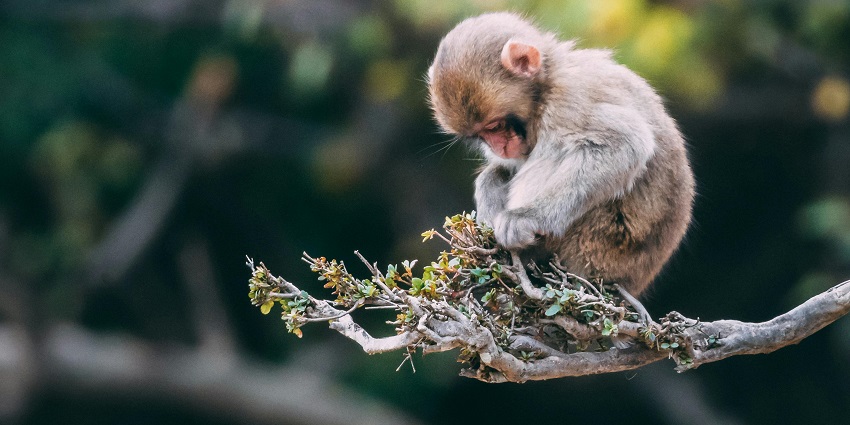 Manali sanctuary, with popular wildlife for the tourists, adds to the beauty of the city.