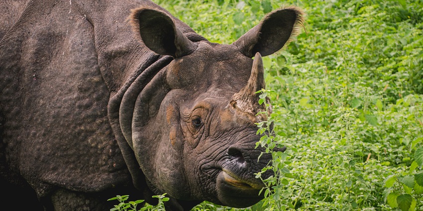Manas National Park, a UNESCO Heritage Site, is a rich biodiversity with scenic views.
