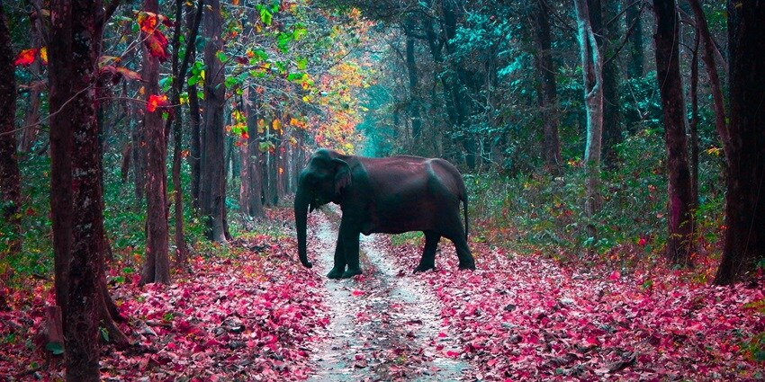 An idyllic snapshot of a majestic grey elephant strolling in its natural habitat