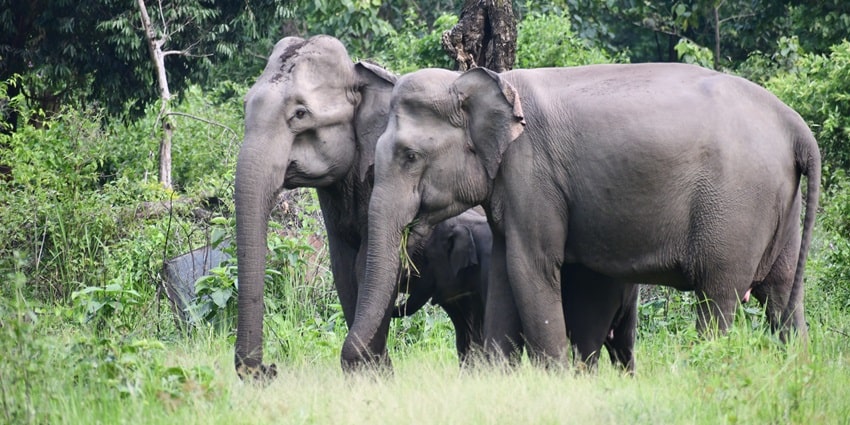 A herd of elephants spotted amidst the lush vegetation of the Manas National Park.