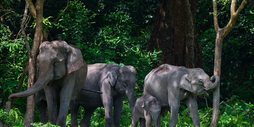 This national park is a paradise for wildlife enthusiasts to spot the rare golden langur and pygmy hog