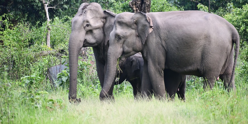 A picture of a family of elephants at a national park in Goalpara, surrounded by greenery