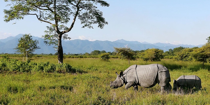 An image of a rhino roaming in Manas National Park, near Daragaon Picnic place.