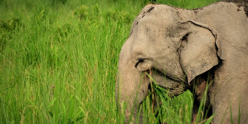 A picture of an elephant roaming in lush green grass at the popular Manas National Park.