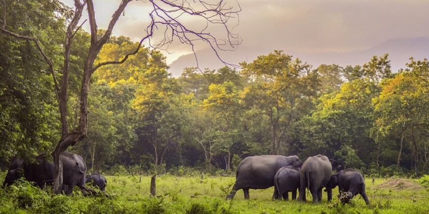 A mesmerising view of a few elephants in the middle of Manas National Park during the day.