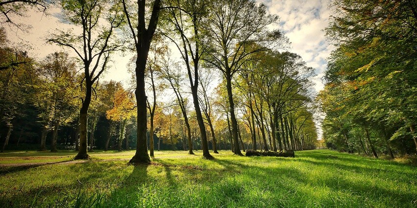 An astounding view of a park with lush green trees and grass with cloudy sky as backdrop.