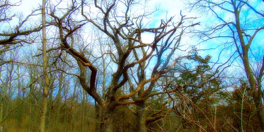 Mangalajodi Tree location is one of the most mysterious and haunted places in Odisha.