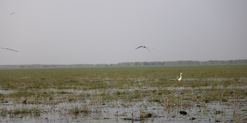 Camping in Mangalajodi is a dream come true for ornithologists and nature photographers.