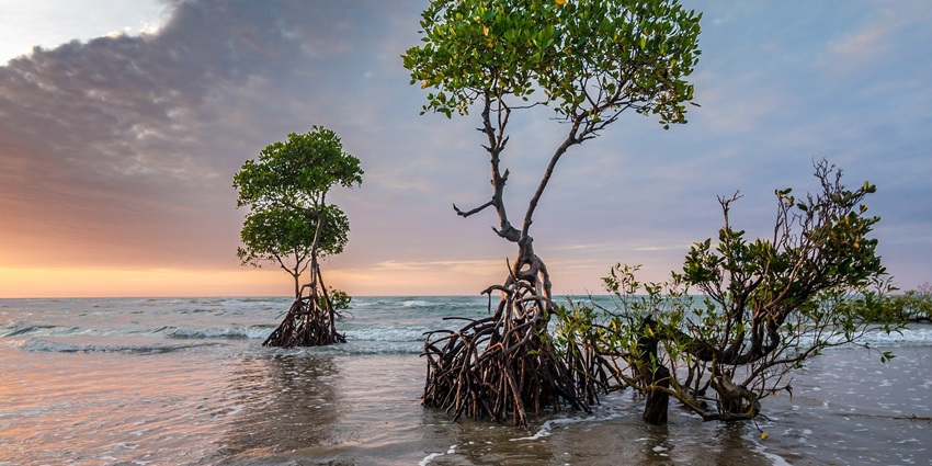 This forest trail in Phuket National Park houses a large variety of birds and wildlife.