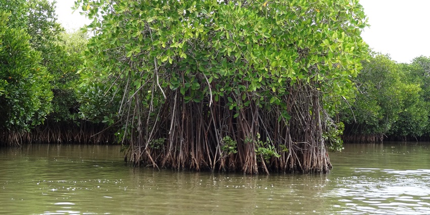 The mangrove forests can be explored by taking long walks and discovering bird life.