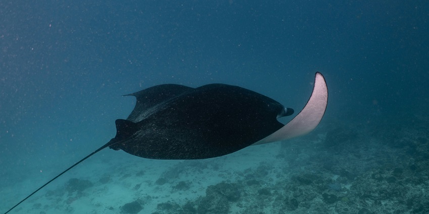 Manta Point is one of the most exciting places on the Nusa Islands for adventurers.