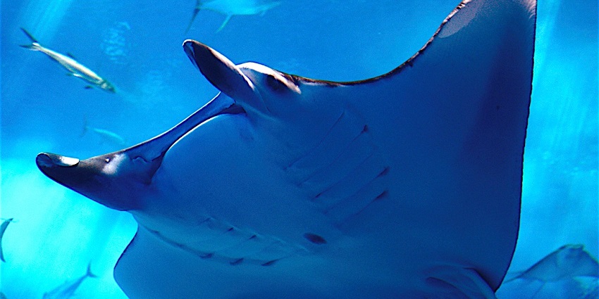 Manta Ray Point offers thrilling diving or snorkelling experiences under the water.