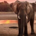 The snapshot of an elephant in the evening in the Marat Longri Wildlife Sanctuary