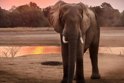 The snapshot of an elephant in the evening in the Marat Longri Wildlife Sanctuary