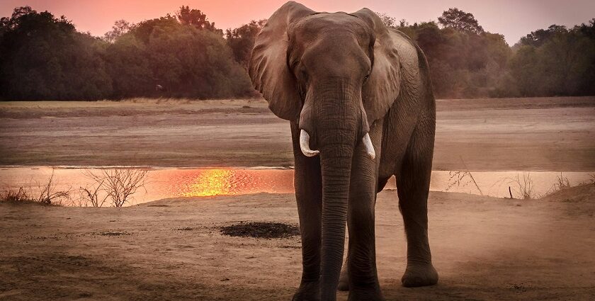 The snapshot of an elephant in the evening in the Marat Longri Wildlife Sanctuary