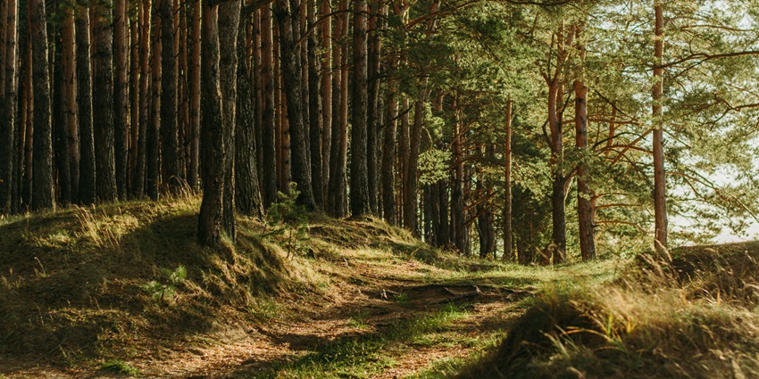 Maredumilli Forests are celebrated for their rich biodiversity and natural splendour.
