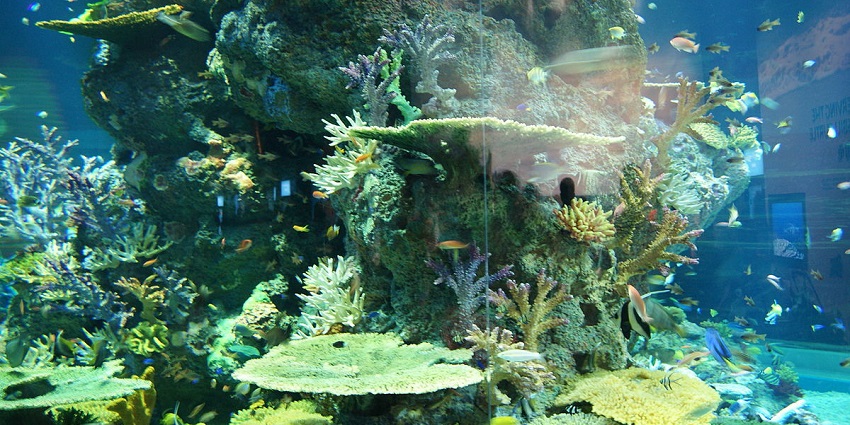Explore the marine life here which includes large schools of fish and coral growth.