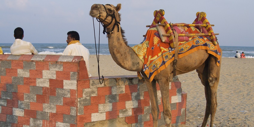 Camel riding renders serene views of the whole landscape, sitting on those adorable camels.